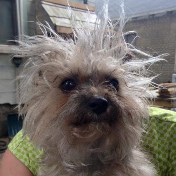 Meet your Posher, Kelly - Picture 2 of 4